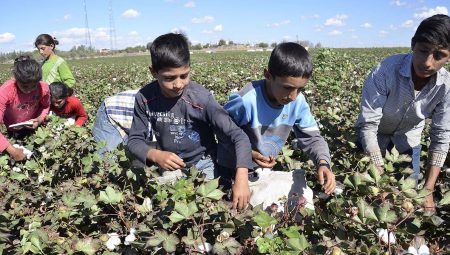 3,5 milyon çocuk çalıştırılıyor
