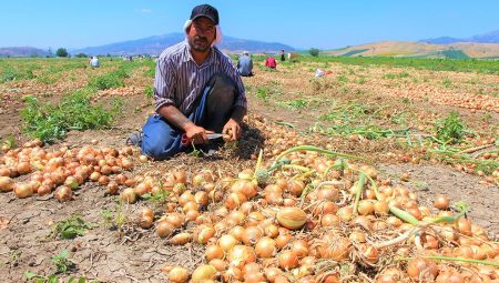 Bakanlığın soğan mesaisi