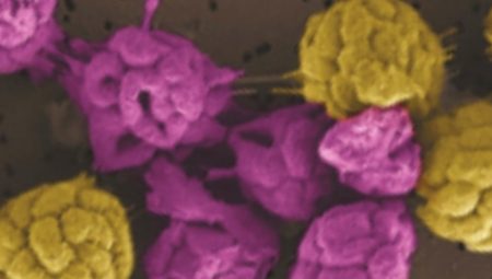 Hayatı paylaşmadan sürdüremeyen bakteriler keşfedildi: İş kısmı yapıyorlar