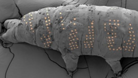 Nanoteknolojide ihtilal: Mikroskobik su ayılarına dövme yaptılar